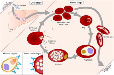 Naturally Acquired Humoral Immunity Against Plasmodium falciparum Malaria